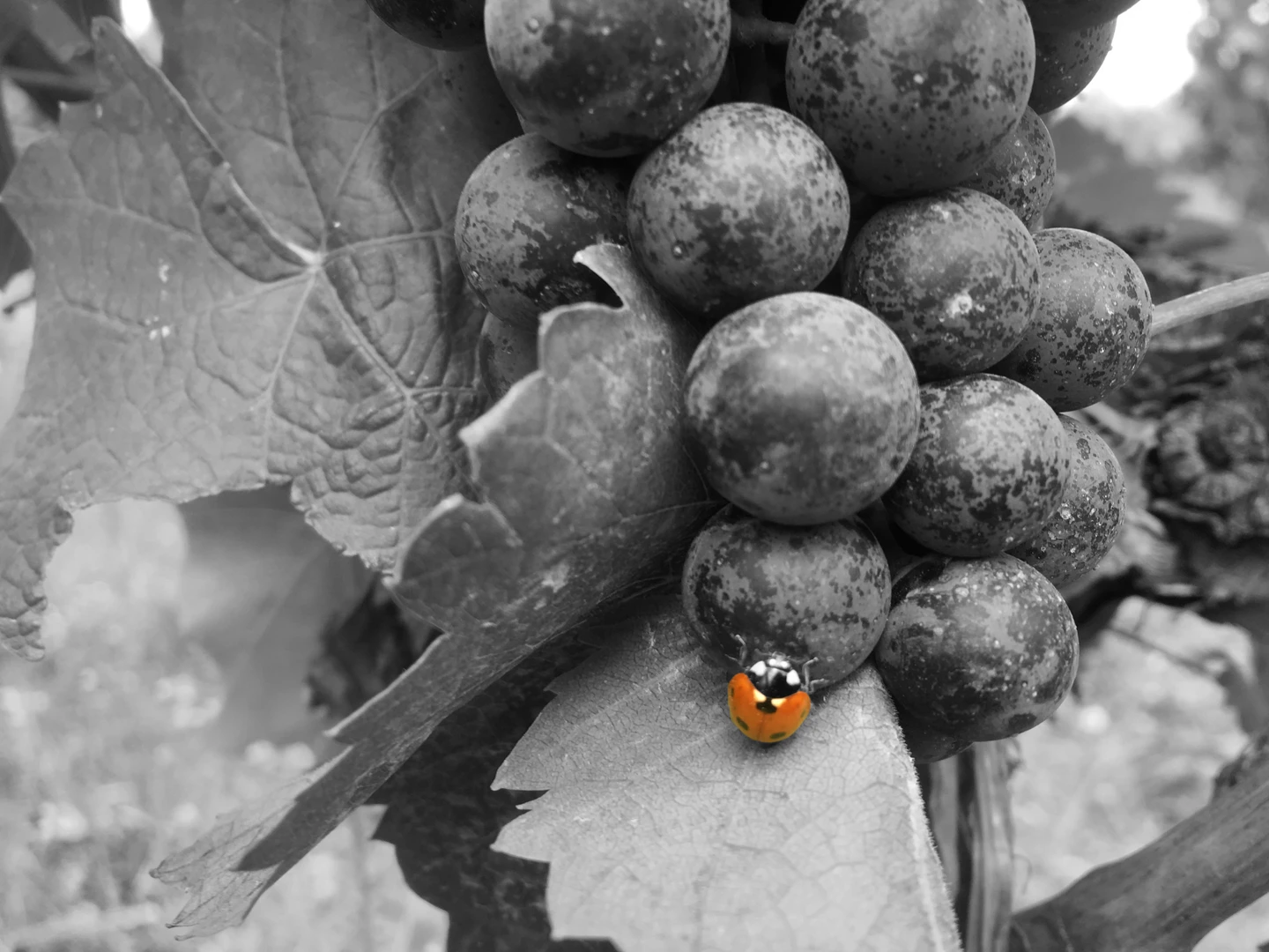 Natural wine Orange wine